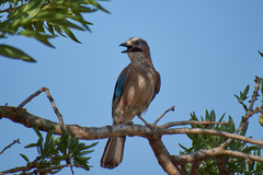 Garrulus glandarius