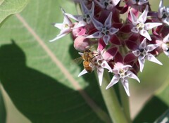 Apis mellifera