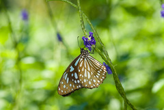 Tirumala limniace limniace