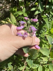 Penstemon smallii