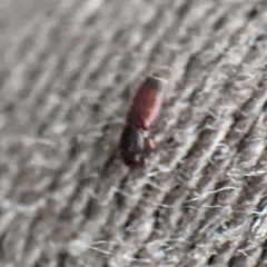 Monotomidae
