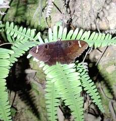 Erebus hieroglyphica