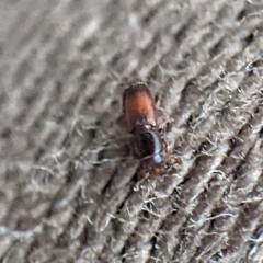 Monotomidae