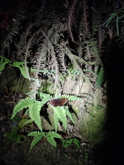 Erebus hieroglyphica