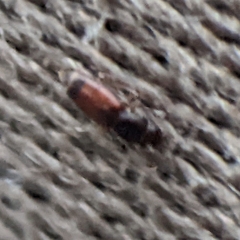 Monotomidae