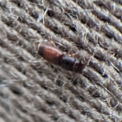 Monotomidae