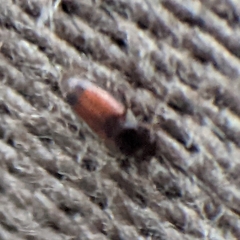 Monotomidae