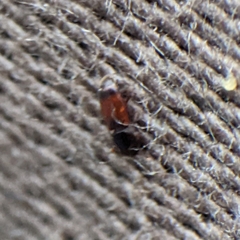 Monotomidae