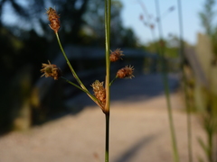 Fimbristylis castanea