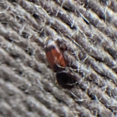 Monotomidae