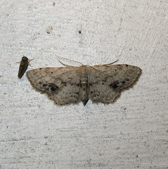 Idaea dimidiata