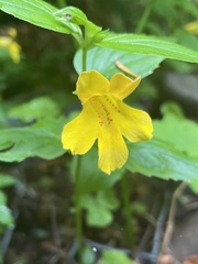 Erythranthe dentata