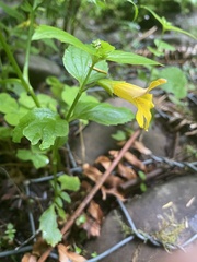 Erythranthe dentata
