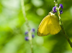 Eurema blanda arsakia