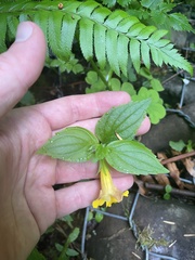 Erythranthe dentata