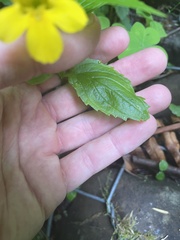 Erythranthe dentata