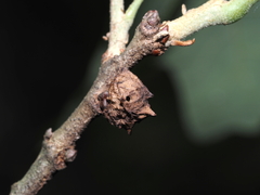 Andricus murtfeldtae