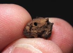 Andricus murtfeldtae