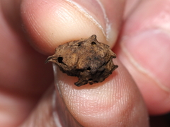 Andricus murtfeldtae