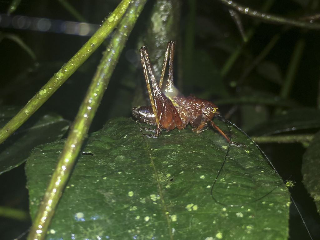 Ecuaneduba inzaensis