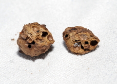 Andricus murtfeldtae