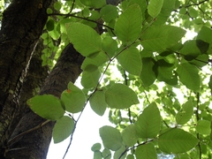 Nothofagus alessandrii