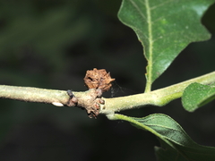 Andricus murtfeldtae