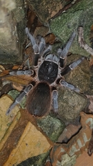 Acanthoscurria natalensis
