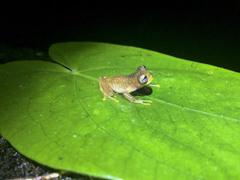 Nymphargus rosada