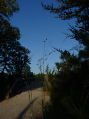 Fimbristylis castanea