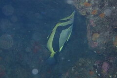 Prognathodes falcifer