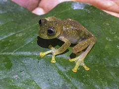 Nymphargus rosada