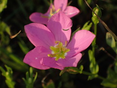 Sabatia campestris