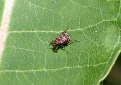 Valgus canaliculatus