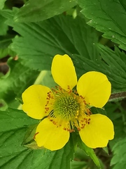 Geum aleppicum