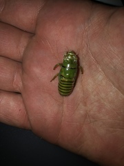 Okanagana viridis