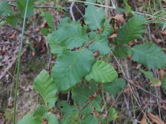 Nothofagus glauca