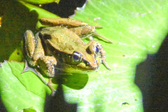 Lithobates forreri