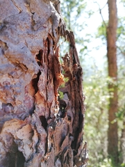Nothofagus glauca