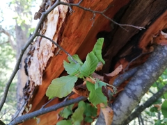 Nothofagus glauca