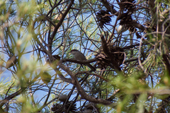 Curruca melanocephala