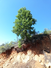Nothofagus glauca