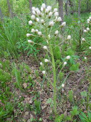 Tephroseris palustris