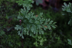 Asplenium dareoides