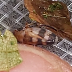 Anoscopus