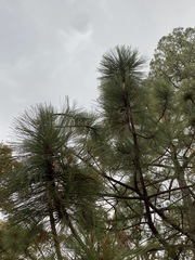 Pinus durangensis