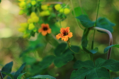 Tropaeolum ciliatum