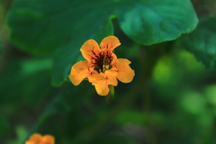 Tropaeolum ciliatum