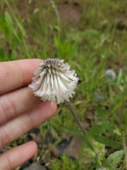 Trifolium eriocephalum