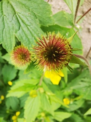 Geum aleppicum
